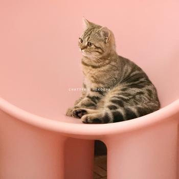 chaton British Shorthair chocolate tortie blotched tabby Bamboo Chatterie Nekobaa