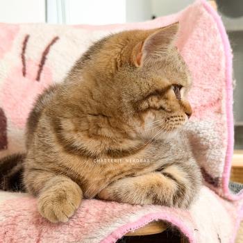 chaton British Shorthair chocolate tortie blotched tabby Bamboo Chatterie Nekobaa