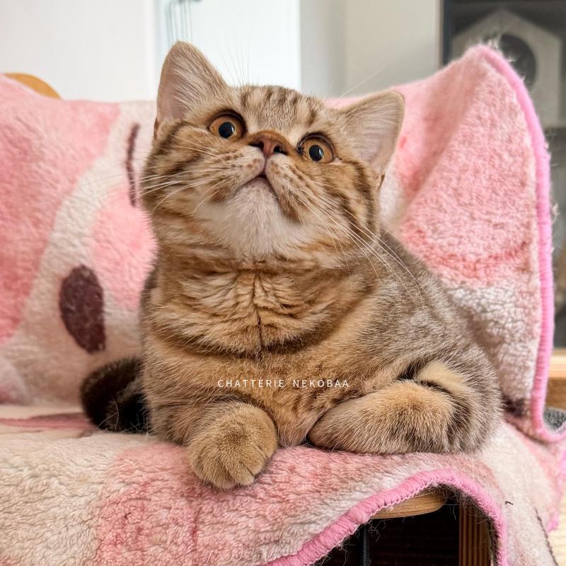 Bamboo Femelle British Shorthair