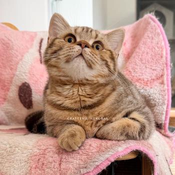 Bamboo Femelle British Shorthair