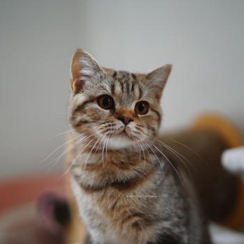 chaton British Shorthair chocolate tortie blotched tabby Bamboo Chatterie Nekobaa