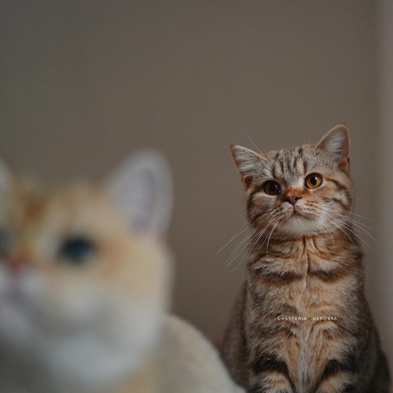 Bamboo Femelle British Shorthair