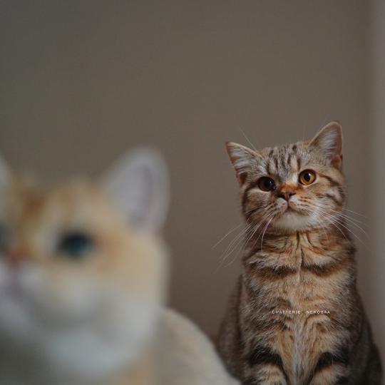 Bamboo Femelle British Shorthair