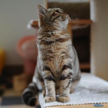 chaton British Shorthair chocolate tortie blotched tabby Bamboo Chatterie Nekobaa