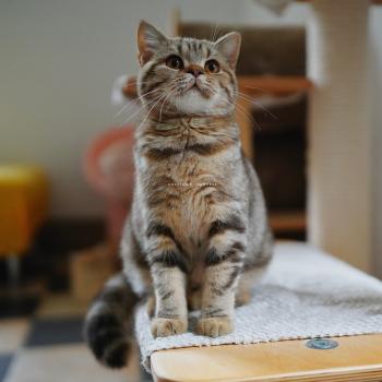 chaton British Shorthair chocolate tortie blotched tabby Bamboo Chatterie Nekobaa