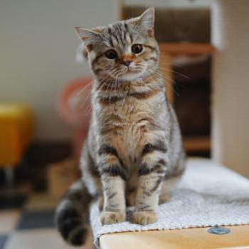 chaton British Shorthair chocolate tortie blotched tabby Bamboo Chatterie Nekobaa