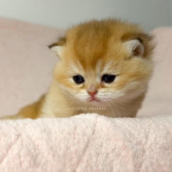 chaton British Shorthair black golden ticked tabby Chana Chatterie Nekobaa