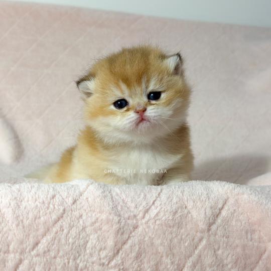 Chana Femelle British Shorthair