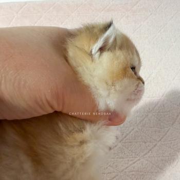 chaton British Shorthair black golden ticked tabby Chana Chatterie Nekobaa