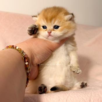 chaton British Shorthair black golden ticked tabby Chana Chatterie Nekobaa