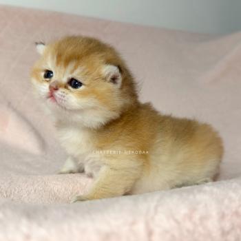 chaton British Shorthair black golden ticked tabby Chana Chatterie Nekobaa
