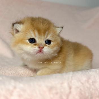 chaton British Shorthair black golden ticked tabby Chana Chatterie Nekobaa