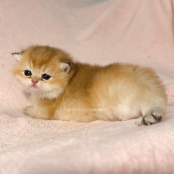 chaton British Shorthair black golden ticked tabby Chana Chatterie Nekobaa