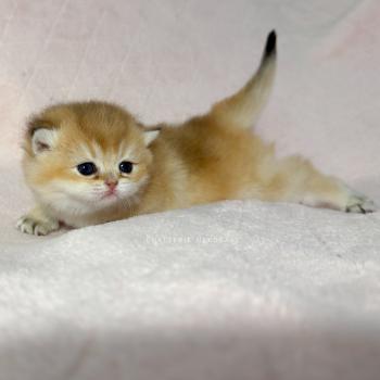 chaton British Shorthair black golden ticked tabby Chana Chatterie Nekobaa