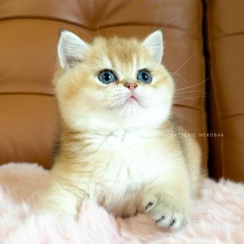 chaton British Shorthair black golden ticked tabby Chana Chatterie Nekobaa