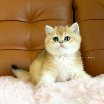 chaton British Shorthair black golden ticked tabby Chana Chatterie Nekobaa