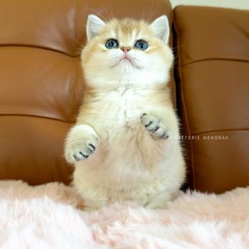 chaton British Shorthair black golden ticked tabby Chana Chatterie Nekobaa