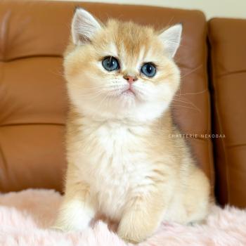chaton British Shorthair black golden ticked tabby Chana Chatterie Nekobaa
