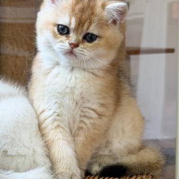 chaton British Shorthair black golden ticked tabby Chana Chatterie Nekobaa