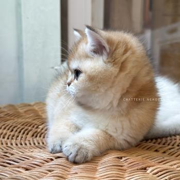 chaton British Shorthair black golden ticked tabby Chana Chatterie Nekobaa