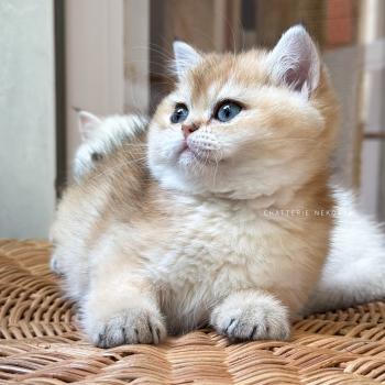 chaton British Shorthair black golden ticked tabby Chana Chatterie Nekobaa