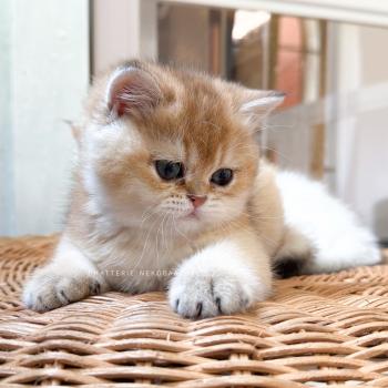 chaton British Shorthair black golden ticked tabby Chana Chatterie Nekobaa