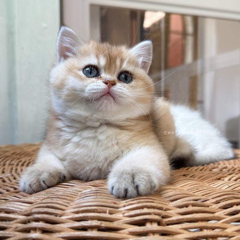 Chana Femelle British Shorthair
