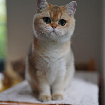 Bellissima Chana Femelle British Shorthair