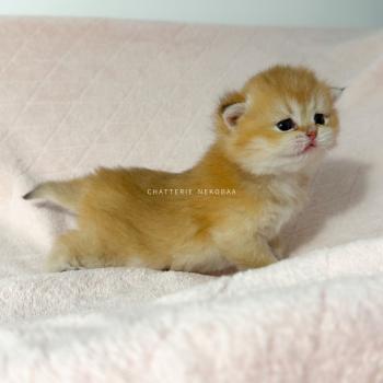 chaton British Shorthair black golden ticked tabby Chizuo (sh clair) Chatterie Nekobaa