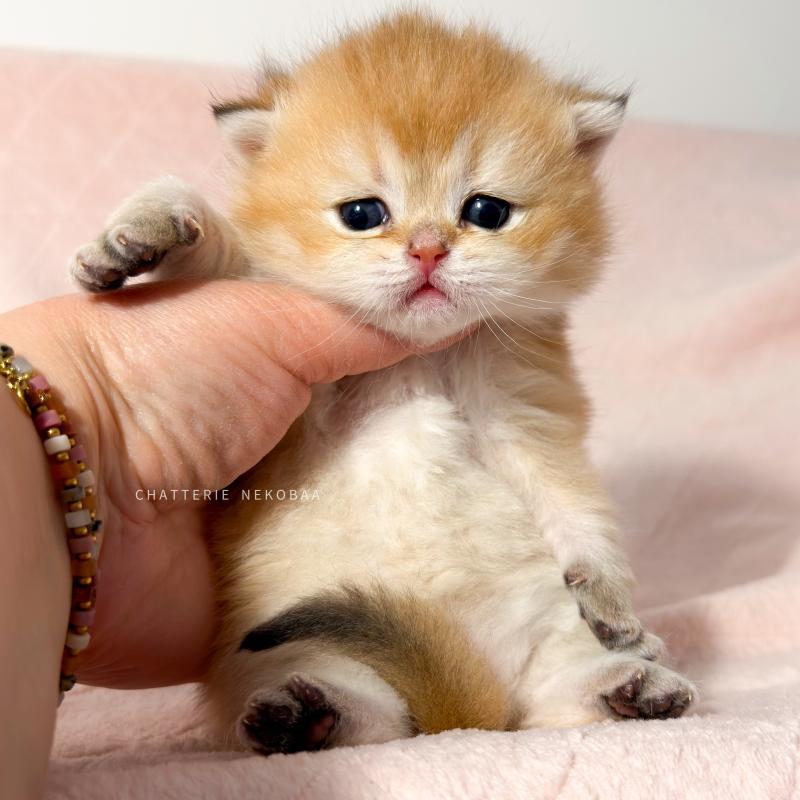 Chizuo (sh clair) Mâle British Shorthair
