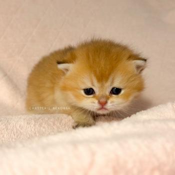 chaton British Shorthair black golden ticked tabby Chizuo (sh clair) Chatterie Nekobaa
