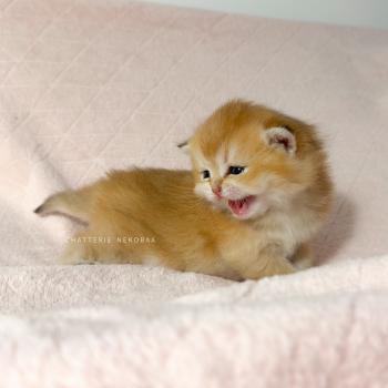 chaton British Shorthair black golden ticked tabby Chizuo (sh clair) Chatterie Nekobaa