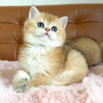 Chizuo Mâle British Shorthair