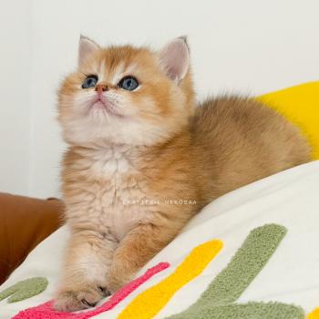 chaton British Shorthair black golden ticked tabby Chizuo (sh clair) Chatterie Nekobaa