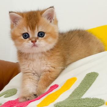 chaton British Shorthair black golden ticked tabby Chizuo (sh clair) Chatterie Nekobaa
