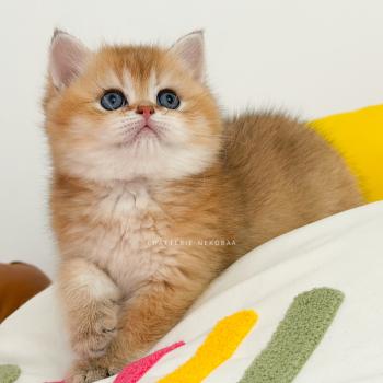 chaton British Shorthair black golden ticked tabby Chizuo (sh clair) Chatterie Nekobaa