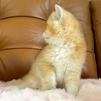 chaton British Shorthair black golden ticked tabby Chizuo (sh clair) Chatterie Nekobaa