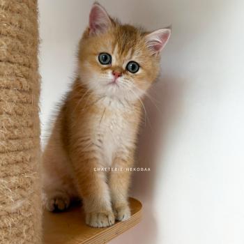 chaton British Shorthair black golden ticked tabby Chizuo Chatterie Nekobaa