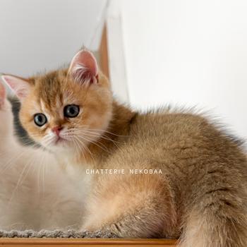chaton British Shorthair black golden ticked tabby Chizuo Chatterie Nekobaa