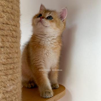 chaton British Shorthair black golden ticked tabby Chizuo Chatterie Nekobaa