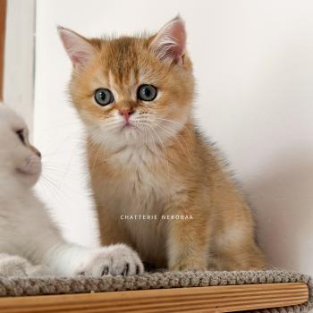 chaton British Shorthair black golden ticked tabby Chizuo Chatterie Nekobaa