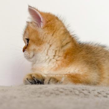 chaton British Shorthair black golden ticked tabby Chizuo Chatterie Nekobaa