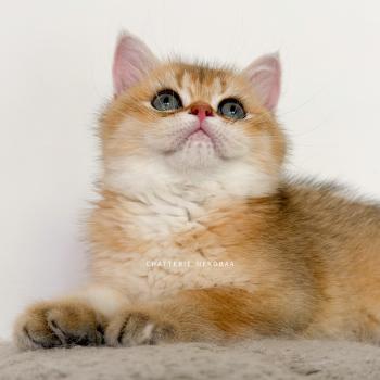 chaton British Shorthair black golden ticked tabby Chizuo Chatterie Nekobaa
