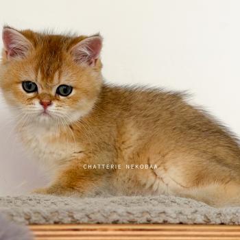 chaton British Shorthair black golden ticked tabby Chizuo Chatterie Nekobaa