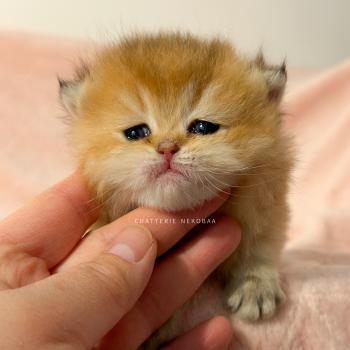 chaton British Shorthair black golden ticked tabby Chojun (sh foncé) Chatterie Nekobaa