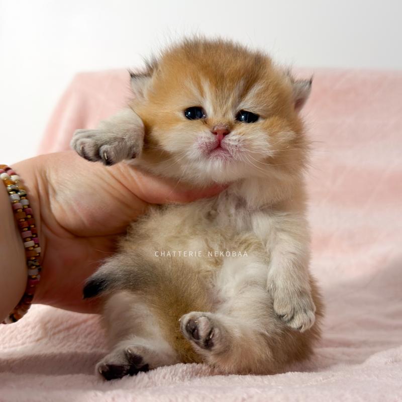 Chojun (sh foncé) Mâle British Shorthair