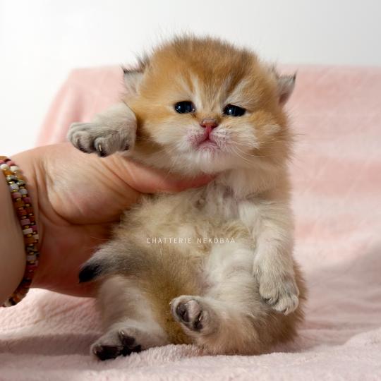 Chojun (sh foncé) Mâle British Shorthair