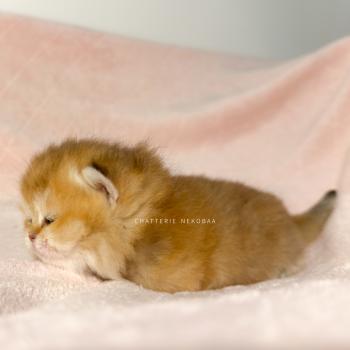 chaton British Shorthair black golden ticked tabby Chojun (sh foncé) Chatterie Nekobaa