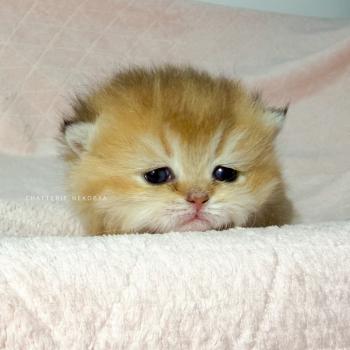 chaton British Shorthair black golden ticked tabby Chojun (sh foncé) Chatterie Nekobaa