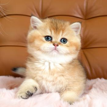 chaton British Shorthair black golden ticked tabby Chojun (sh foncé) Chatterie Nekobaa